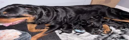 Rottweiler dogs for sale: Rottweiler puppies  in Leven - Advert 8