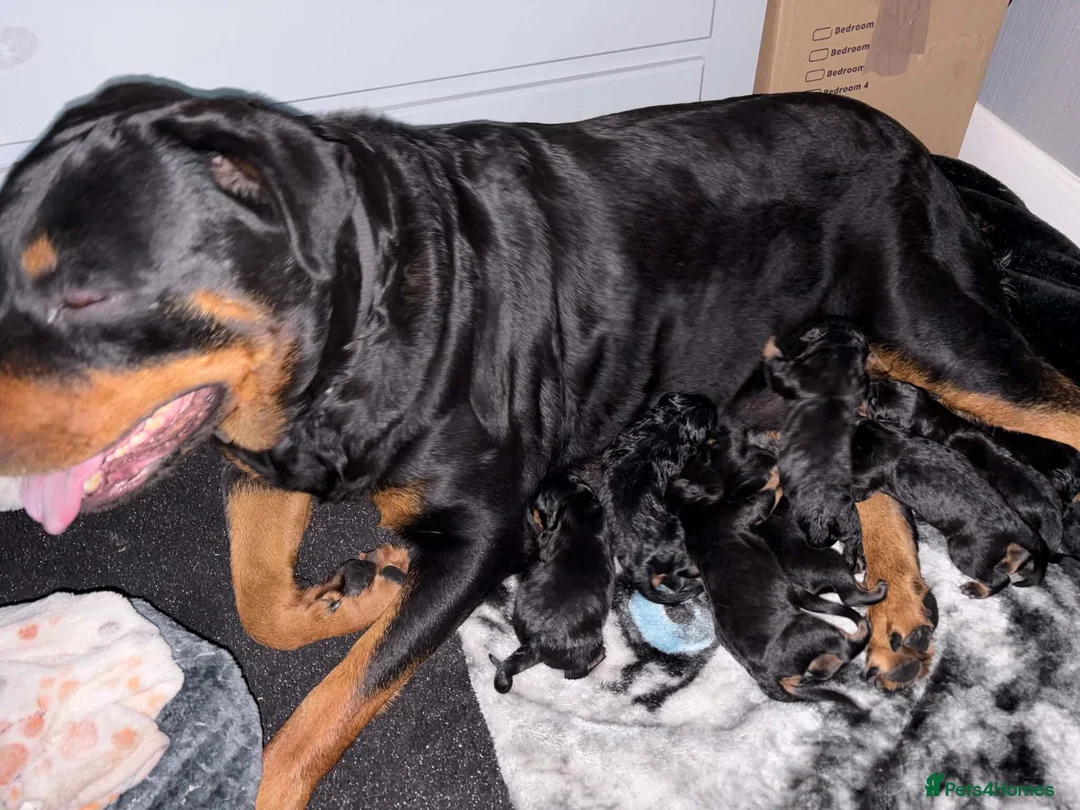 Rottweiler dogs for sale: Rottweiler puppies  in Leven - Advert 8