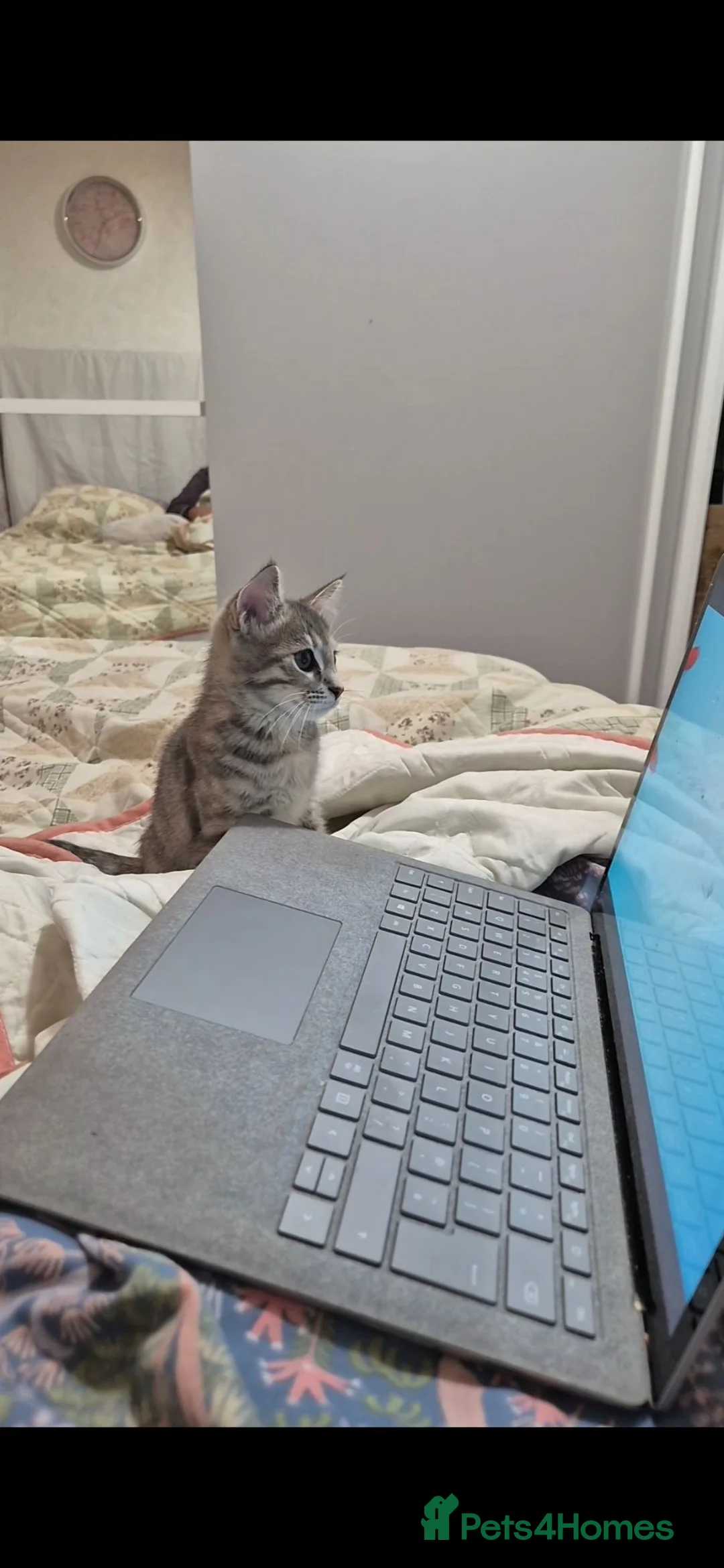 Mixed Breed cats for sale: Tabby female kitten / cat for sale +litterbox - Advert 2