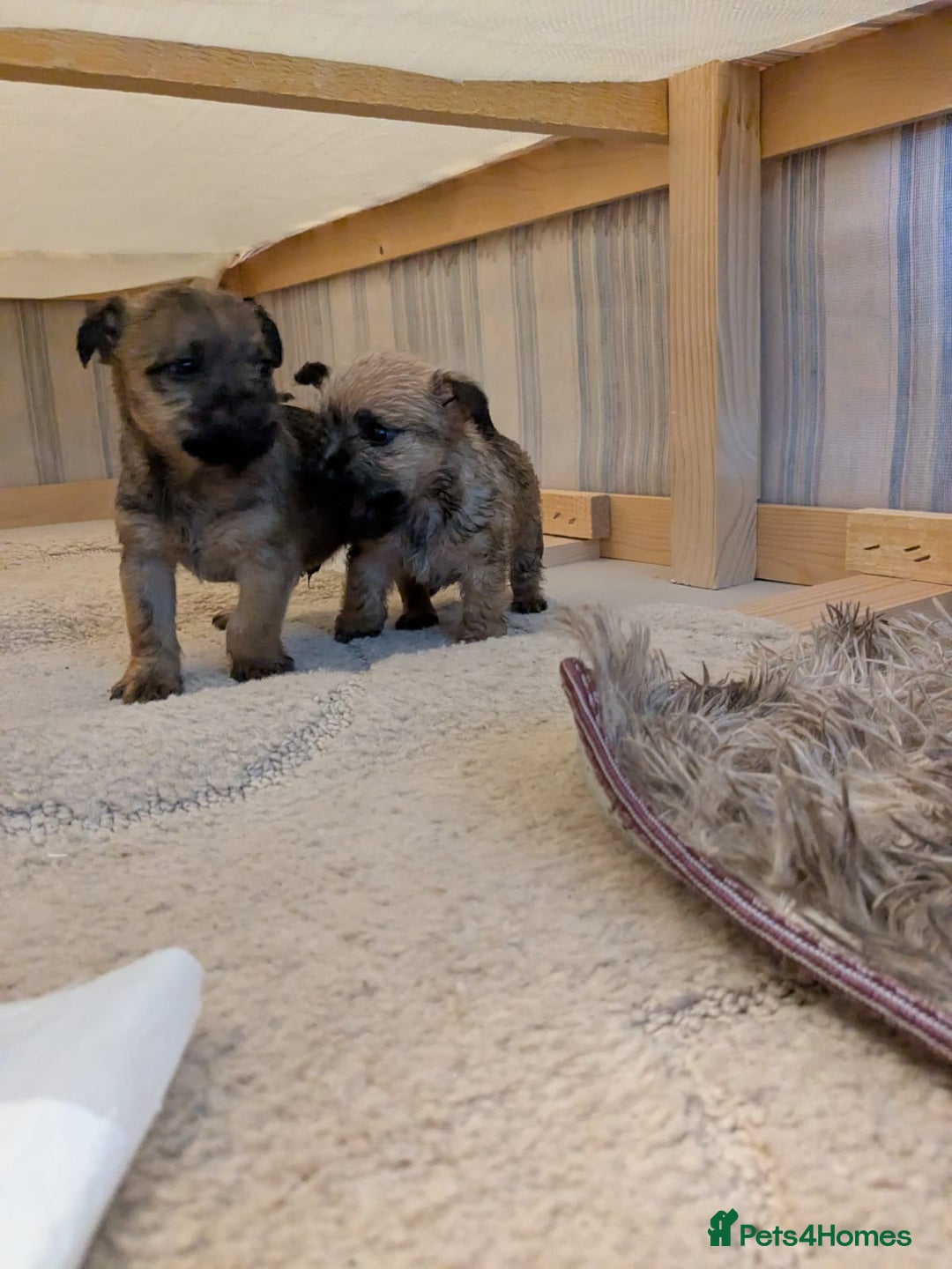 Mixed Breed dogs for sale: Norfolk terrier cross cairn terrier  - Image 23