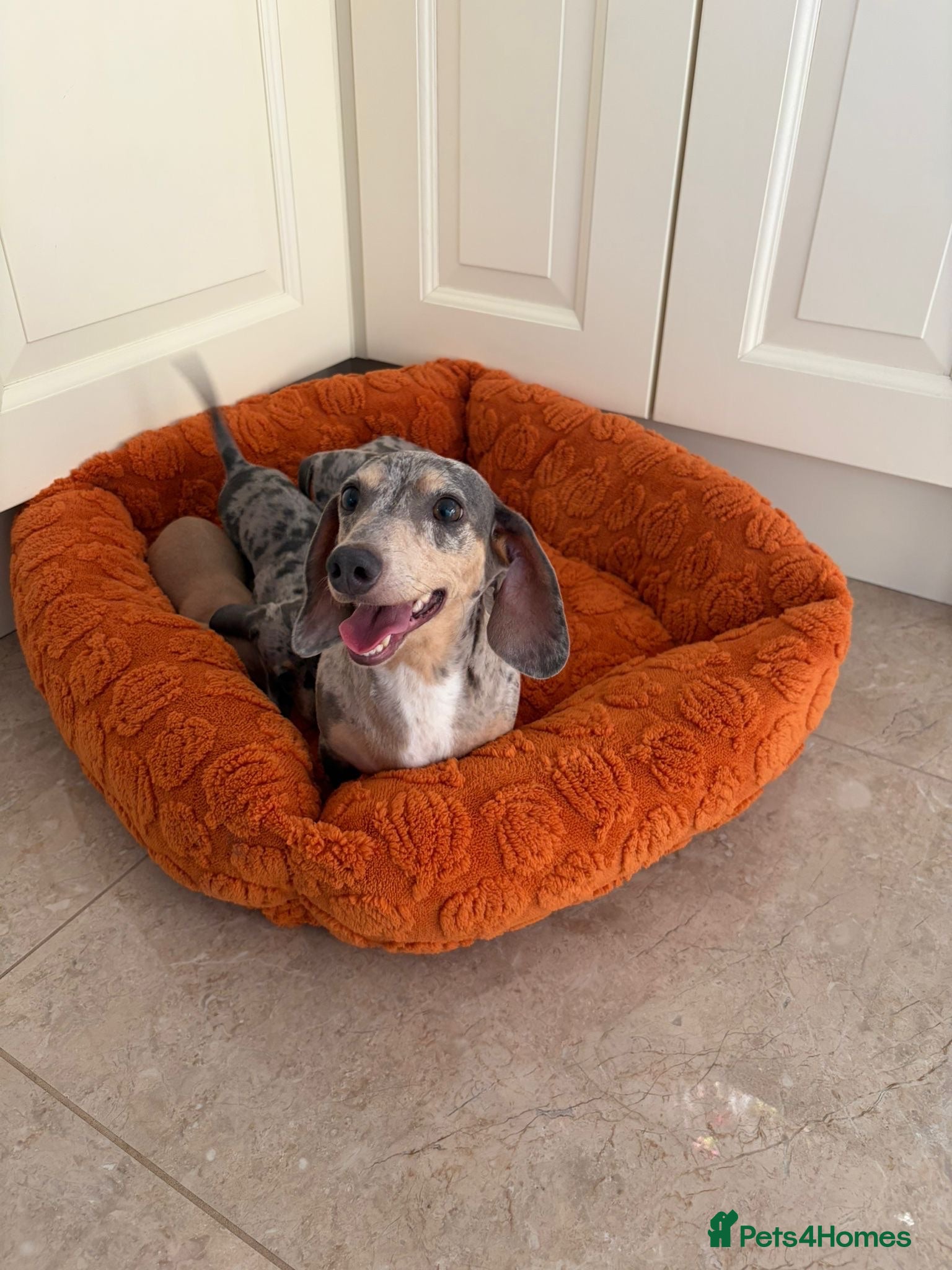 Dachshund dogs Miniature dachshund - Advert 10