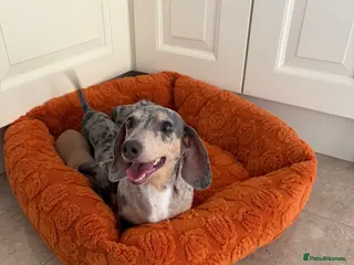Dachshund dogs Miniature dachshund - Advert 1