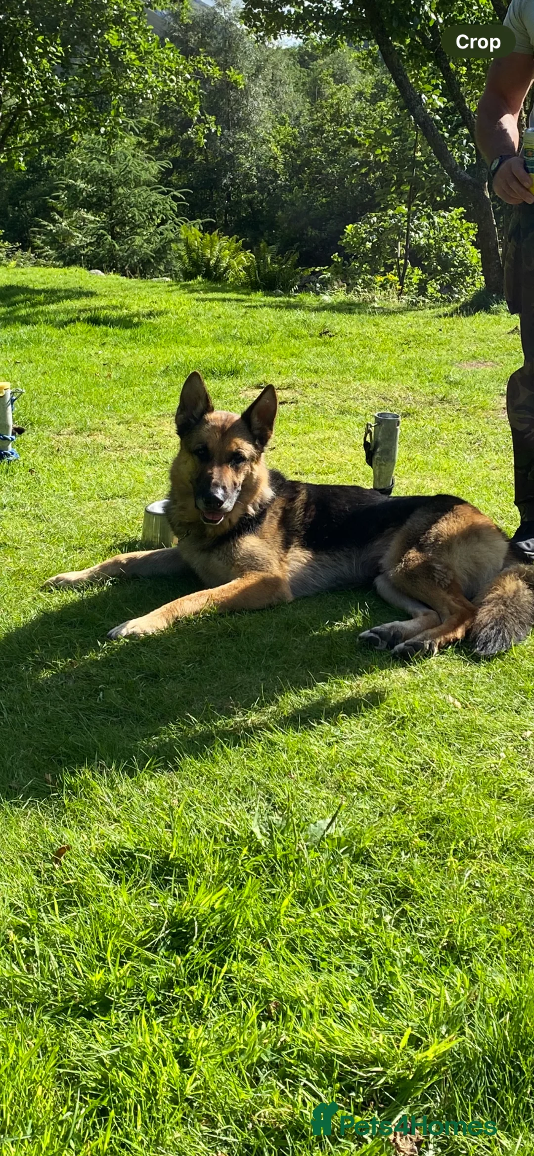 German Shepherd dogs for sale: German Shepherd male - Advert 3