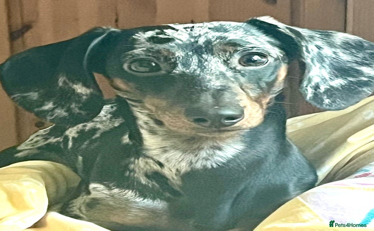 Dachshund dogs - Advert 6