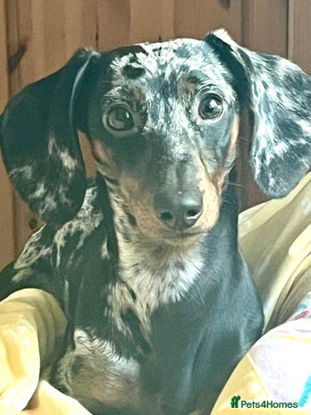 Dachshund dogs - Advert 9