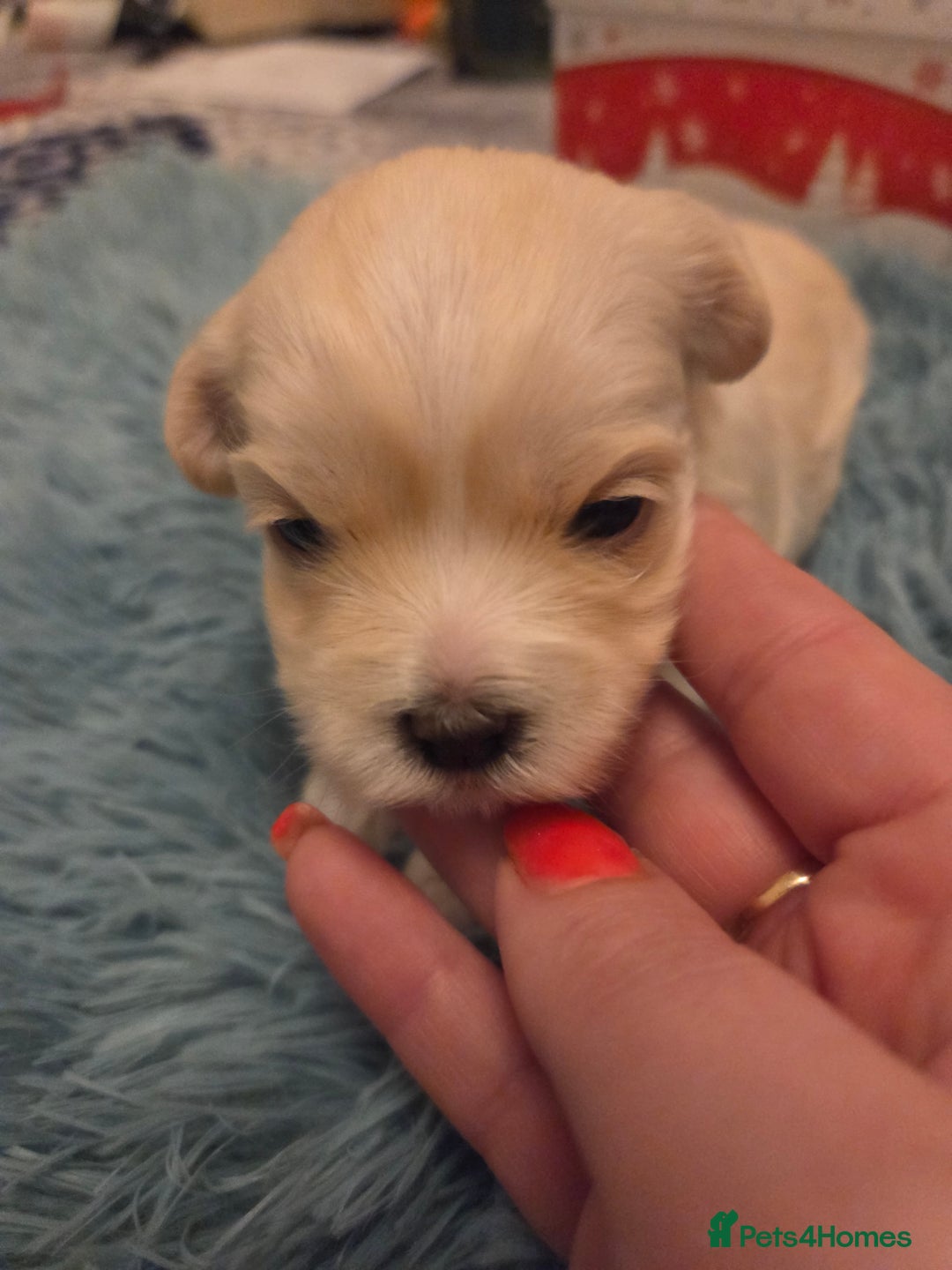 Bichon Frise dogs for sale: Cute little puppies 🩷🩷🩷 - Advert 4