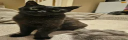 Mixed Breed cats for adoption: Adult Male Black Rescue Cat Looking for a Home - Advert 3