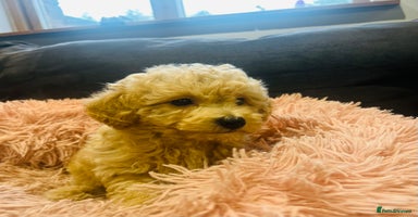 Poochon dogs - Advert 11