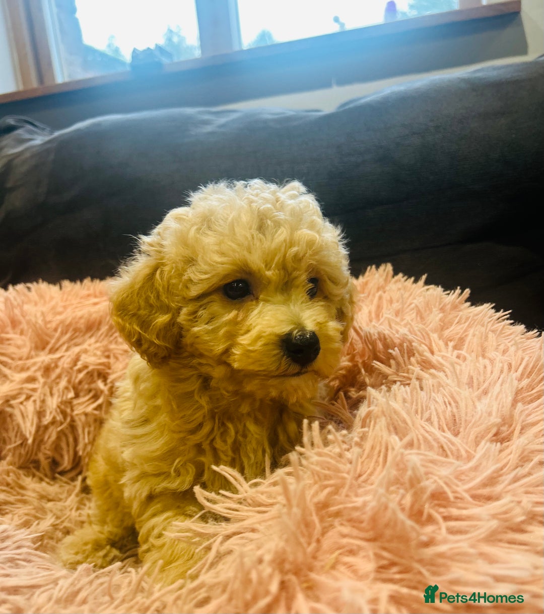 Poochon dogs for sale: Gorgeous F1 Poochon Puppies - Image 2