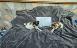Mixed Breed dogs for sale: Beautiful Unique Puppies - Image 2