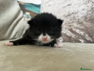 Mixed Breed cats Persian X kittens - Advert 18