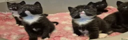 Mixed Breed cats for sale: British short hair cross  - Advert 6