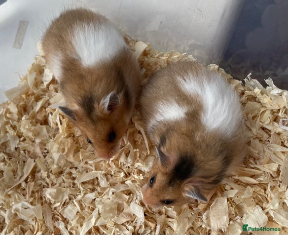 Hamster rodents - Advert 19