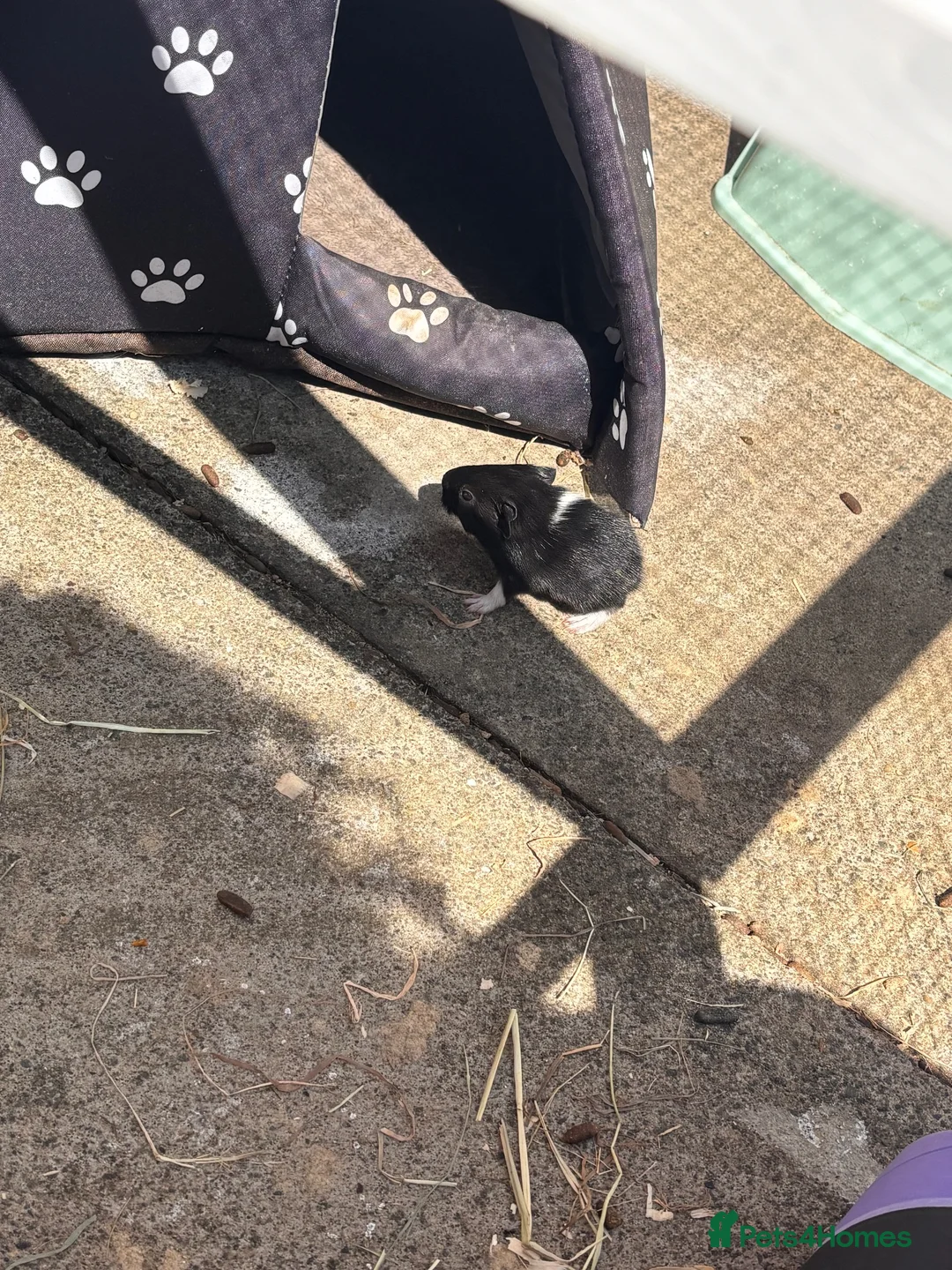 Guinea Pig rodents for sale: 2 female baby guinea pigs  - Advert 5