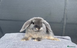 Mini Lop rabbits for sale: Mini Lops Ready to Leave Now! - Image 4