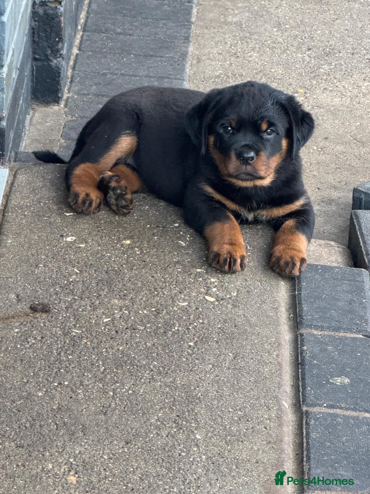 Rottweiler dogs Rottweiler 🐾 - Advert 1
