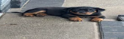 Rottweiler dogs for sale: Rottweiler 🐾 - Advert 1