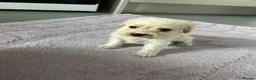 Mixed Breed dogs for sale: Cockapoo cross jackrussell pups in Norwich - Advert 15