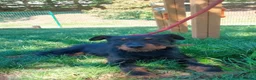 Jagdterrier dogs for adoption: Gorgeous young terrier in Matlock - Advert 5