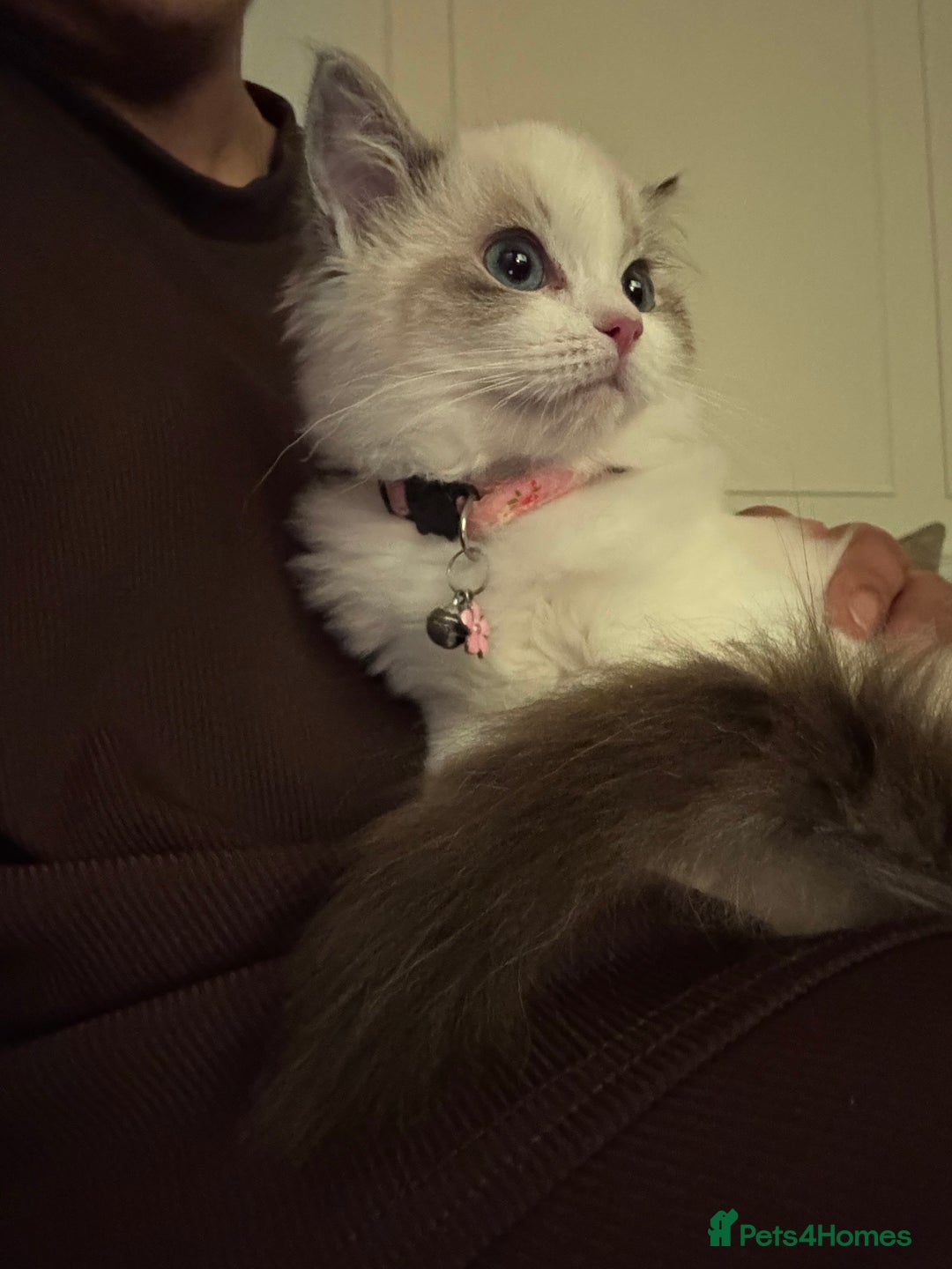 Ragdoll cats for sale: Beautiful ragdoll for sale - Advert 5