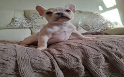 French Bulldog dogs for sale: French bulldog price is negotiable  - Advert 7