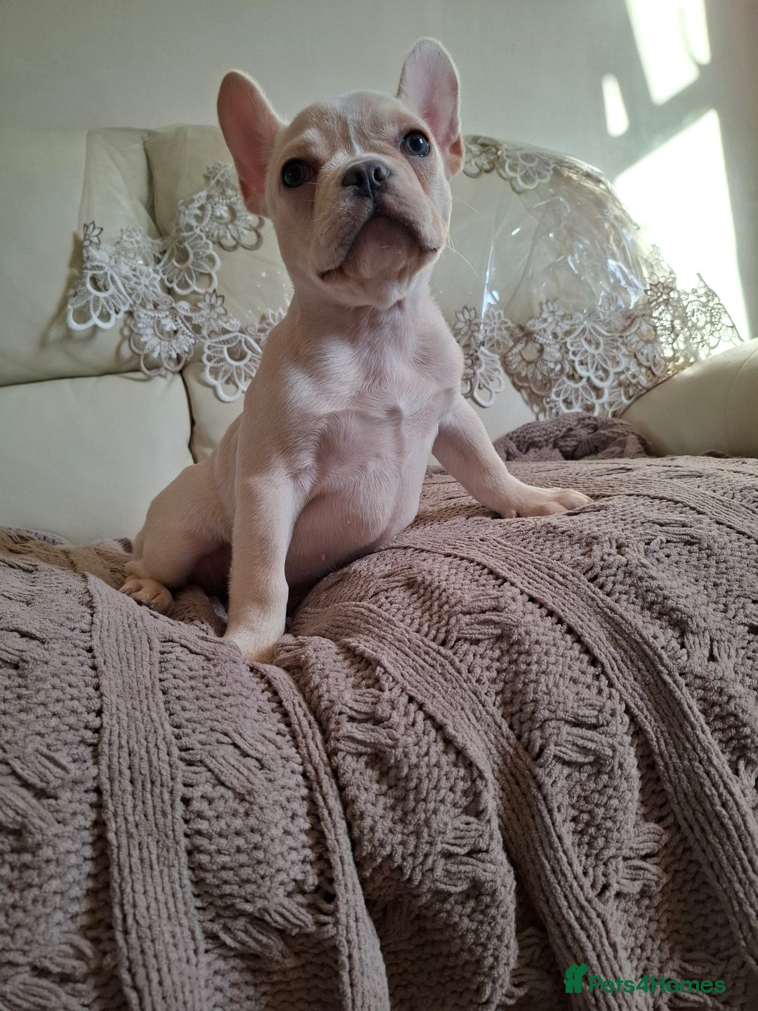 French Bulldog dogs for sale: French bulldog price is negotiable  - Advert 7