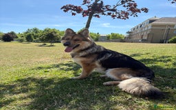 German Shepherd dogs for stud: For stud - Image 3
