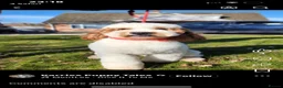 Australian Labradoodle dogs for sale: Stunning Red Australian Labradoodle puppies  - Advert 20