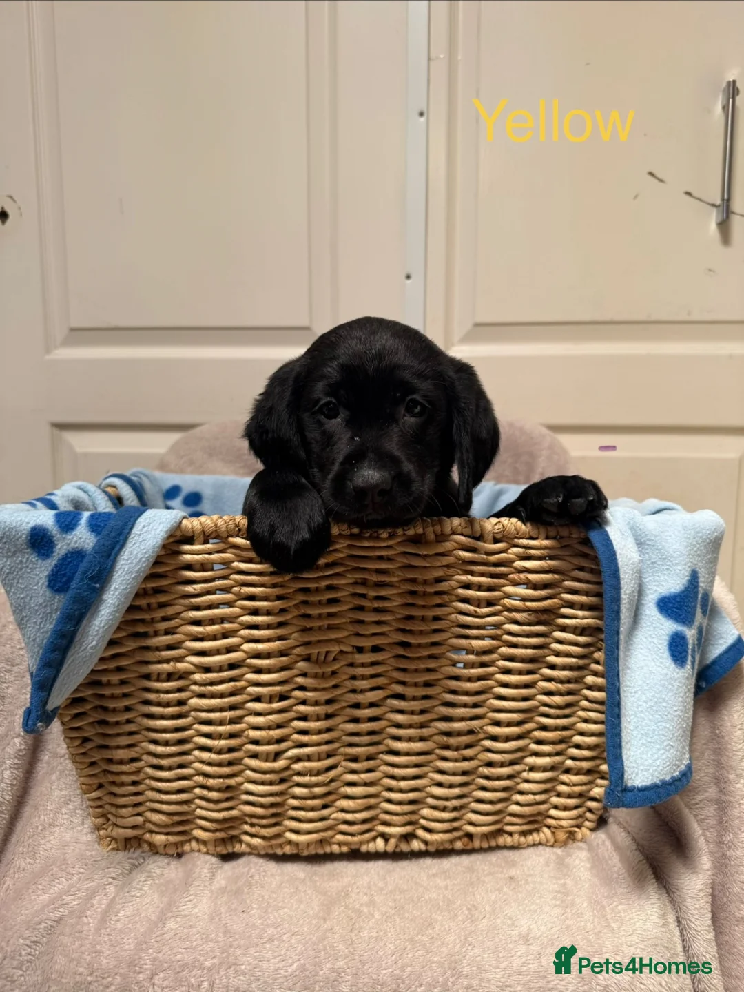 Goldador dogs for sale: Ready to leave Goldador puppies - Advert 24