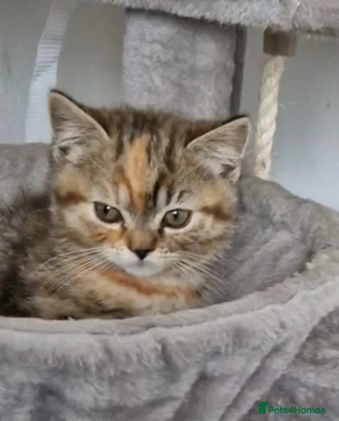Mixed Breed cats for sale: Available Female tortie kitten - Advert 2