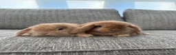 Mini Lop rabbits for sale: Mini lop Bunnies  - Advert 11