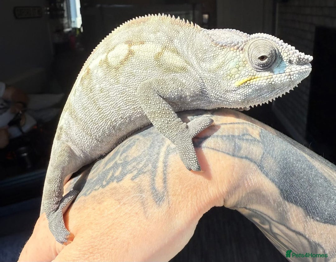 Chameleon reptiles for sale: Female Ambilobe panther chameleon and full set up - Image 2