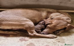 Labrador Retriever dogs for sale: Last Beautiful Fox Red KC Reg Lab Pups READY NOW - Image 7
