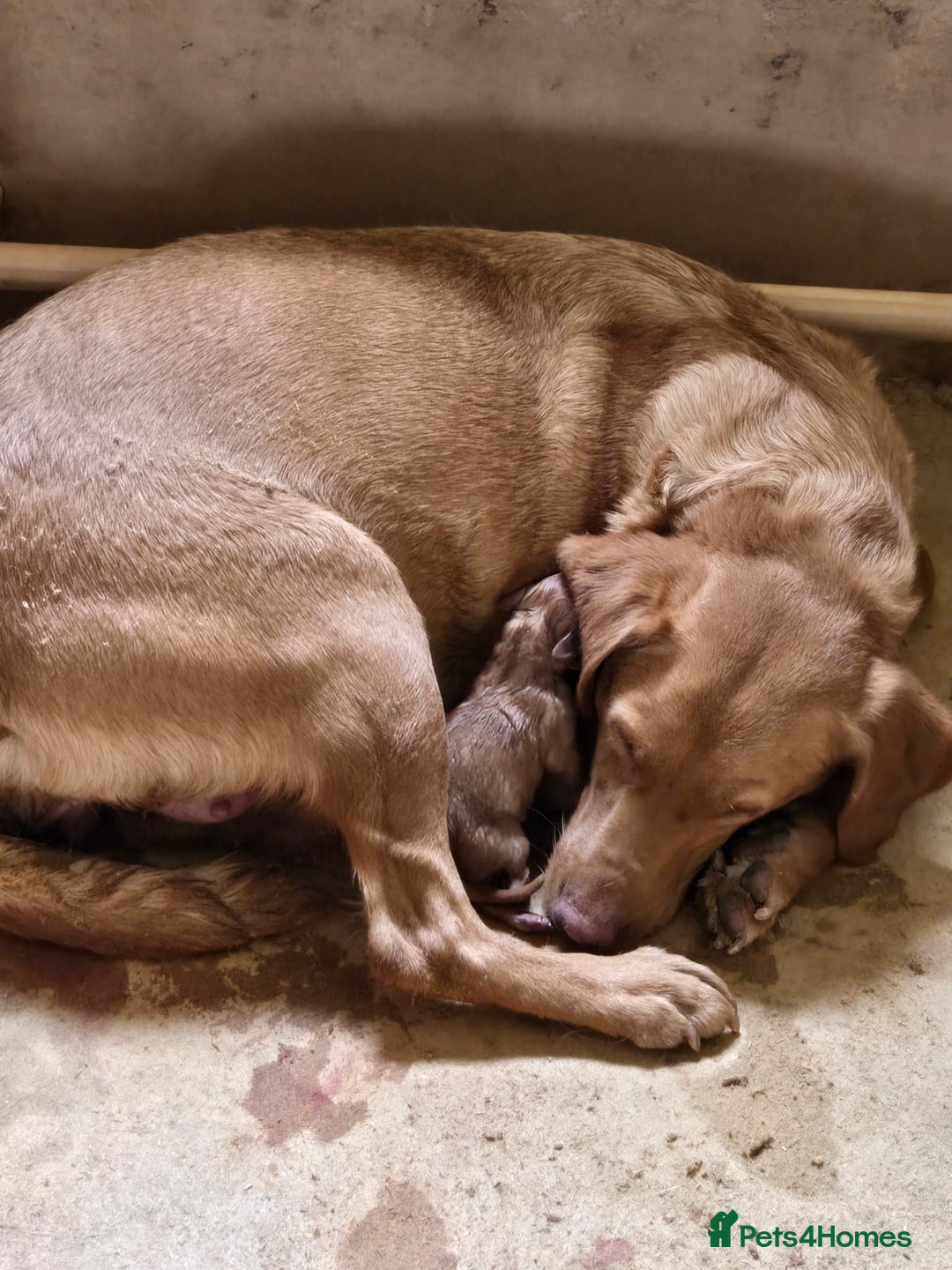 Labrador Retriever dogs for sale: Last Beautiful Fox Red KC Reg Lab Pups READY NOW - Image 7