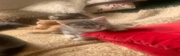 Mixed Breed cats for sale: For Sale Seven Georgeous Kittens - Advert 15