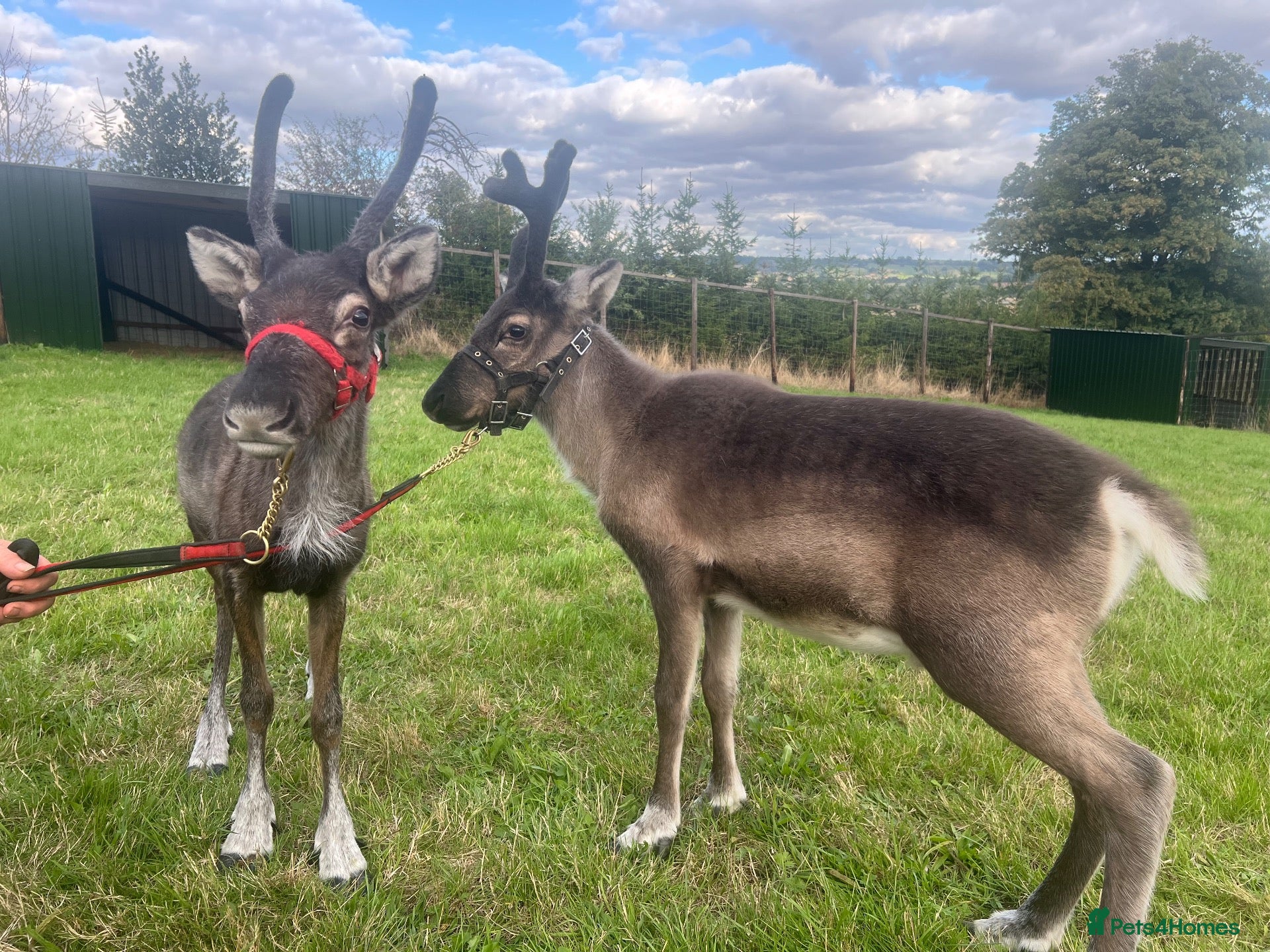 Mixed Breed livestock Reindeer for sale  - Advert 10