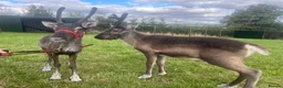 Mixed Breed livestock for sale: Reindeer for sale  - Advert 1