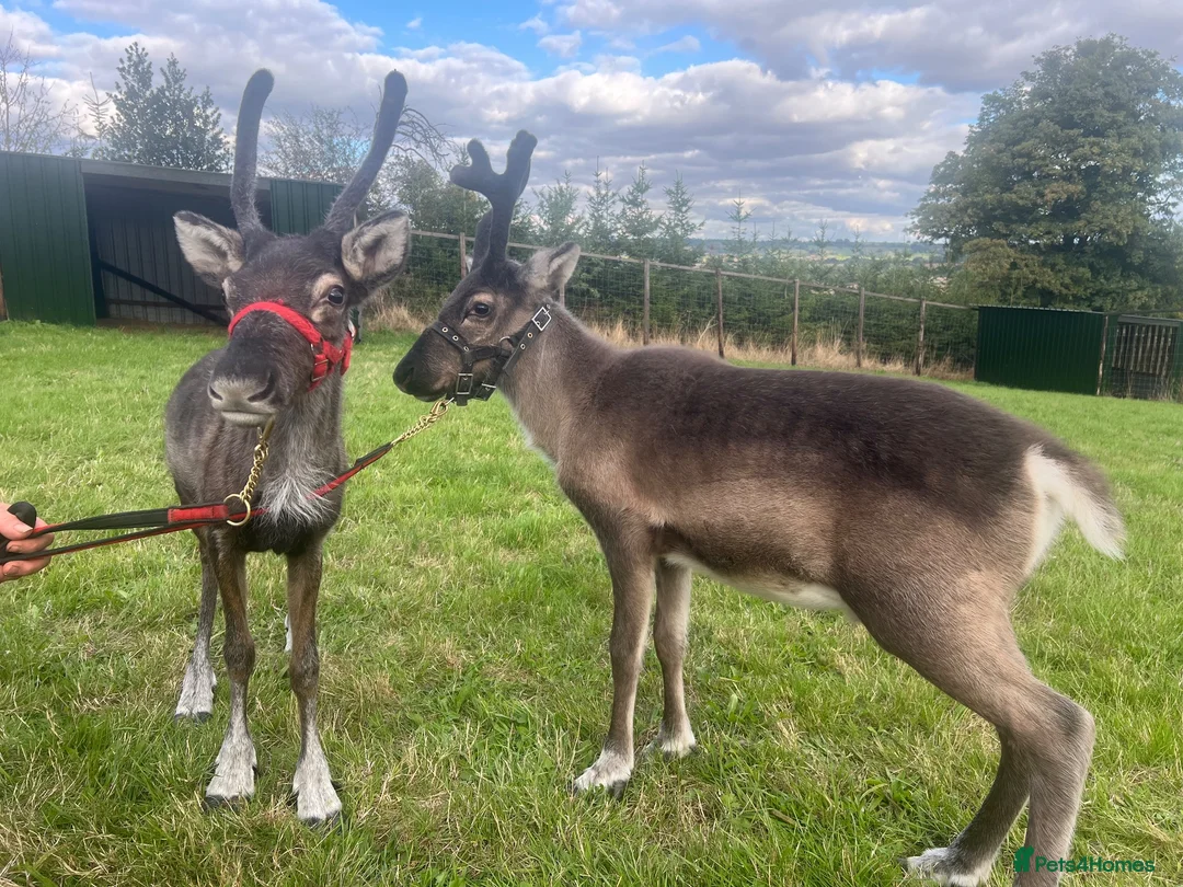 Mixed Breed livestock for sale: Reindeer for sale  - Advert 1