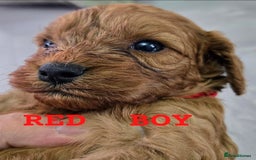 Cavapoo dogs for sale: cavapoo puppies - Image 2