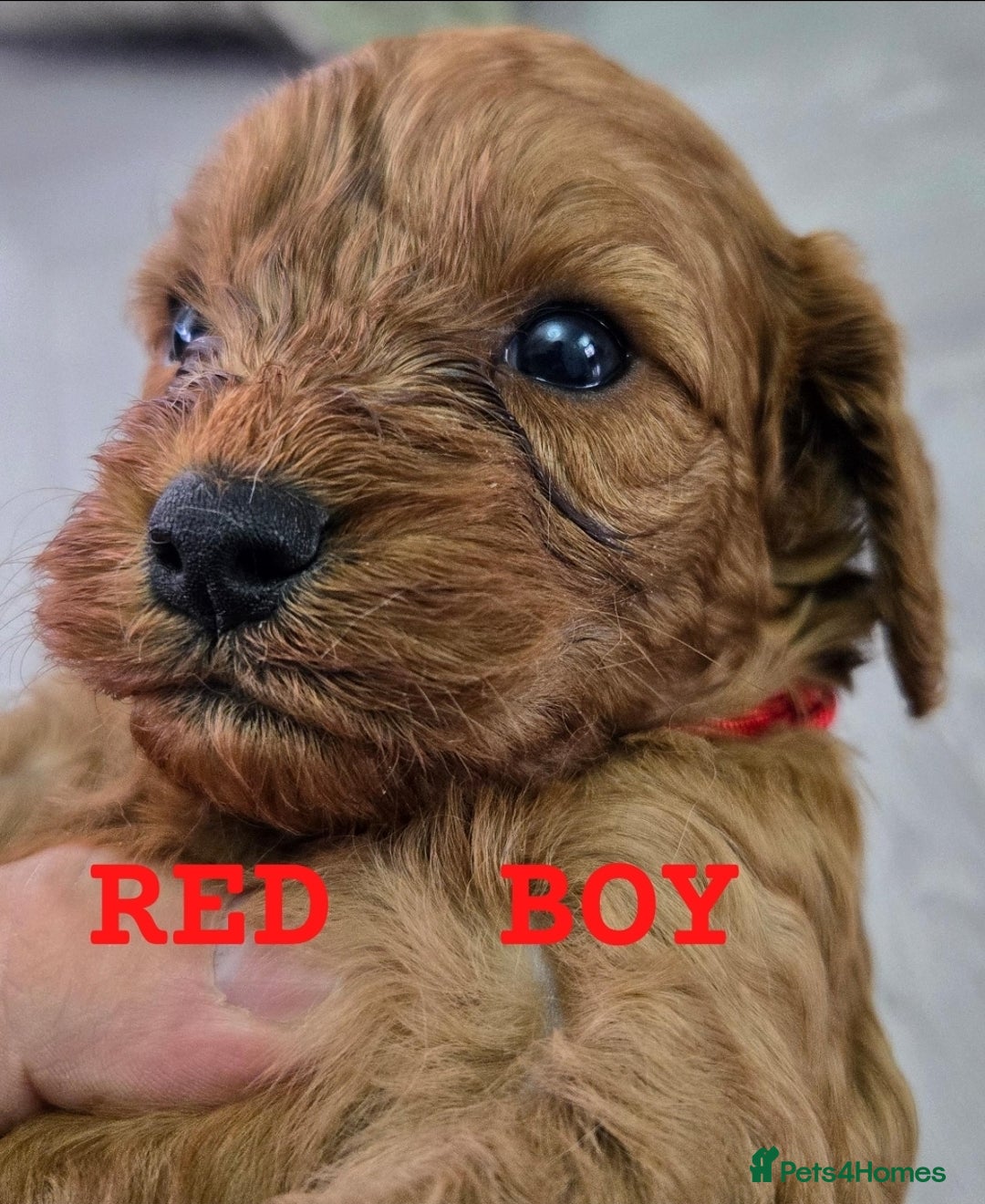 Cavapoo dogs for sale: cavapoo puppies - Image 2