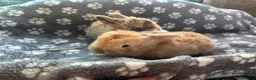 Mini Lop rabbits for sale: 3 beautiful mini lops  - Advert 6