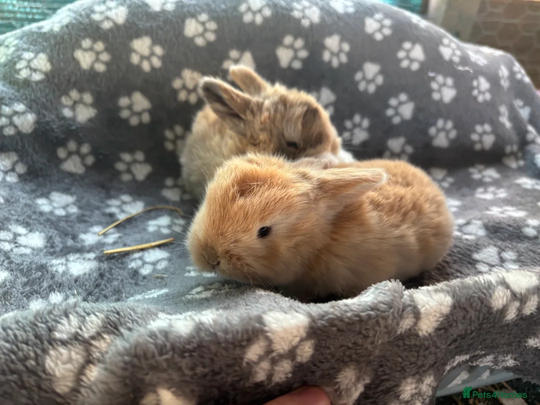 Mini Lop rabbits for sale: 3 beautiful mini lops  - Advert 6