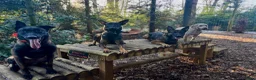Mixed Breed dogs for sale: Security Dog for Sale  - Advert 6
