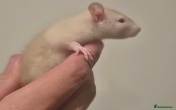 Rat rodents for sale: Various rat - Image 9