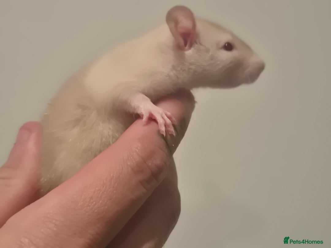 Rat rodents for sale: Various rat - Image 9