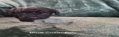 Labradoodle 4