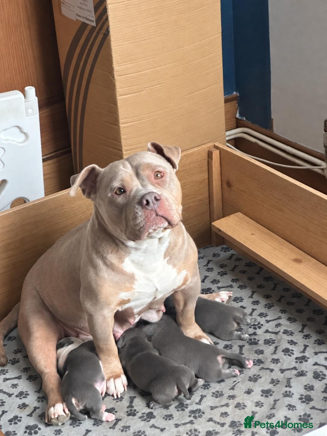 American Bully dogs American Bully Pocket - Exceptional Pedigree - Advert 2