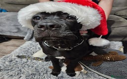 Cane Corso dogs for sale: 2yo cane corso  - Image 7
