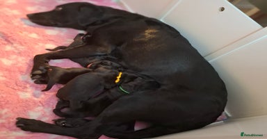 Labrador Retriever dogs - Advert 8