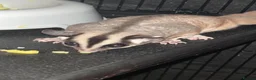 Sugar Glider rodents for sale: 2 female sugar glders in South Ockendon - Advert 36